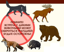 отделение Госавтоинспекции МО МВД России «Починковский» напоминает водителям о появлении диких животных на дороге - фото - 1